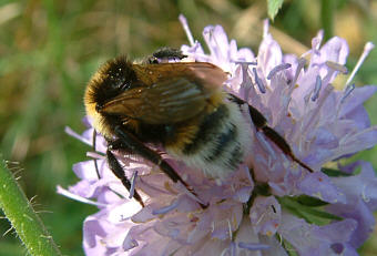 Close-up photo of Bombus vestalis