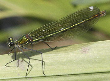 Decorative picture - Banded Demoiselle