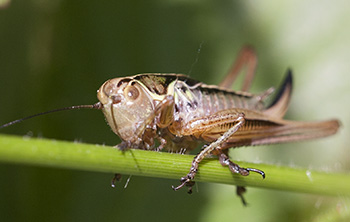 Decorative picture - bush-cricket