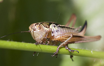Decorative picture of a bush-cricket courtesy of Hugh J. Griffiths Decorative picture - bush-cricket