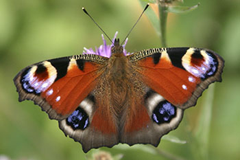 Decorative picture - Peacock butterfly