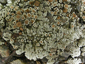 Close-up photo of Lecanora muralis