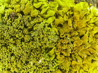 Close-up photo of Xanthoria calcicola