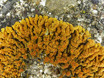 Close-up photo of Xanthoria elegans