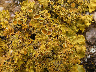 Close-up photo of Xanthoria parietina showing apothecia (discs)