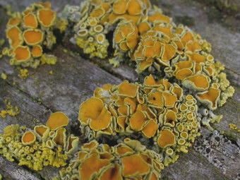 Close-up photo of Xanthoria polycarpa