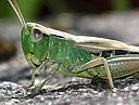 grasshopper