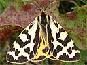 moth