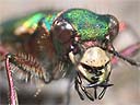 tiger beetle