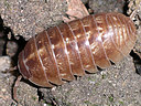 woodlouse