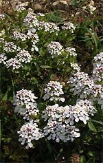 Iberis amara (Wild Candytuft) decorative photo