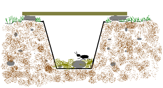 Pitfall Insect Trap - Teach Beside Me